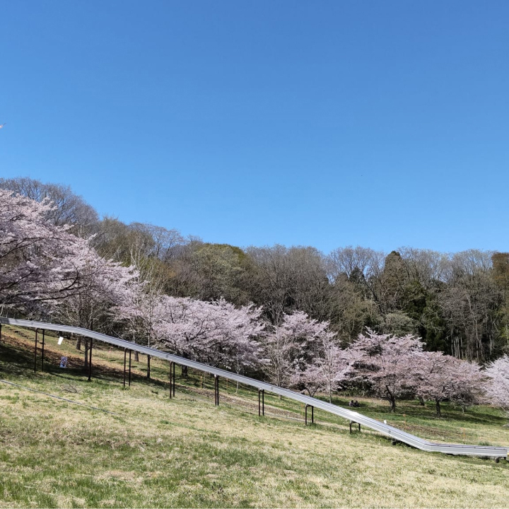 桜とジャンボローラー滑り台