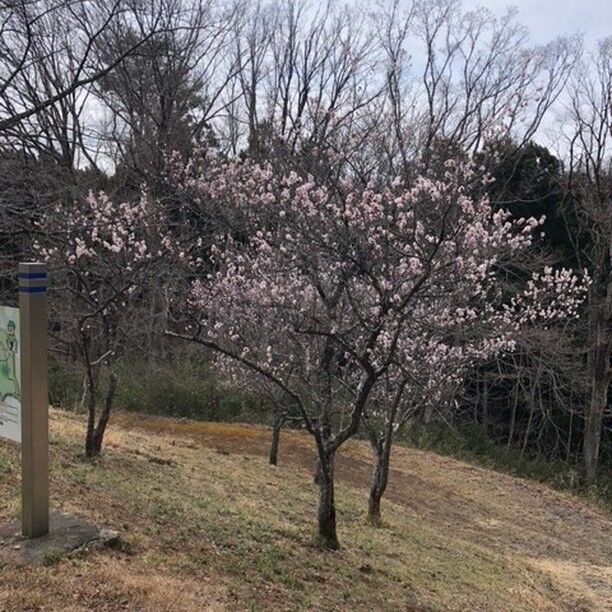 今日は風が冷たく寒いですがグリーンピア岩沼のピクニック広場では桜が咲いていました。

#グリーンピア岩沼
#岩沼市
#岩沼
#いわぬま
#散策
#自然
#ハイキング
#山
#桜