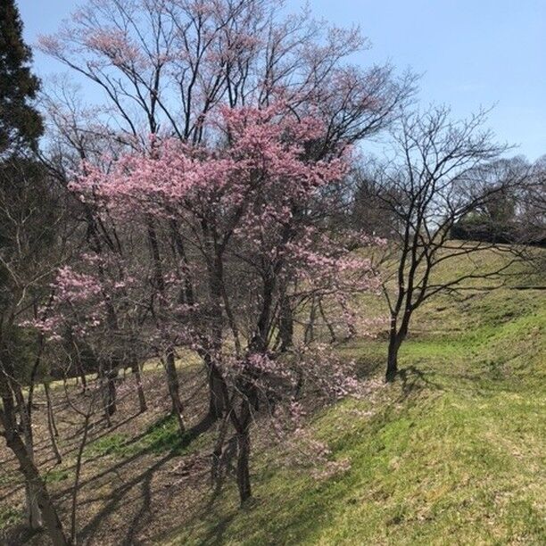 グリーンピア岩沼の道路沿いの桜が咲き始めました。こども広場や芝生広場の桜もつぼみになっているので、あと数日で咲き始めそうです。

#グリーンピア岩沼
#岩沼市
#岩沼
#いわぬま
#自然
#里山
#山
#ハイキング
#散策
#桜
#お花見
#春