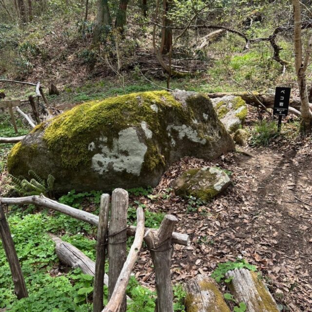 グリーンピア岩沼のベコ岩です。名前のとおり牛の形をしています。せせらぎの道とささやきの道がぶつかるところにあるのでぜひ見にいらしてください！

散策マップをプール棟と体育館ロビーに設置していますので、散策路に入る際はぜひご活用ください。

#グリーンピア岩沼
#岩沼市
#岩沼
#いわぬま
#ベコ岩
#岩
#散歩
#散策