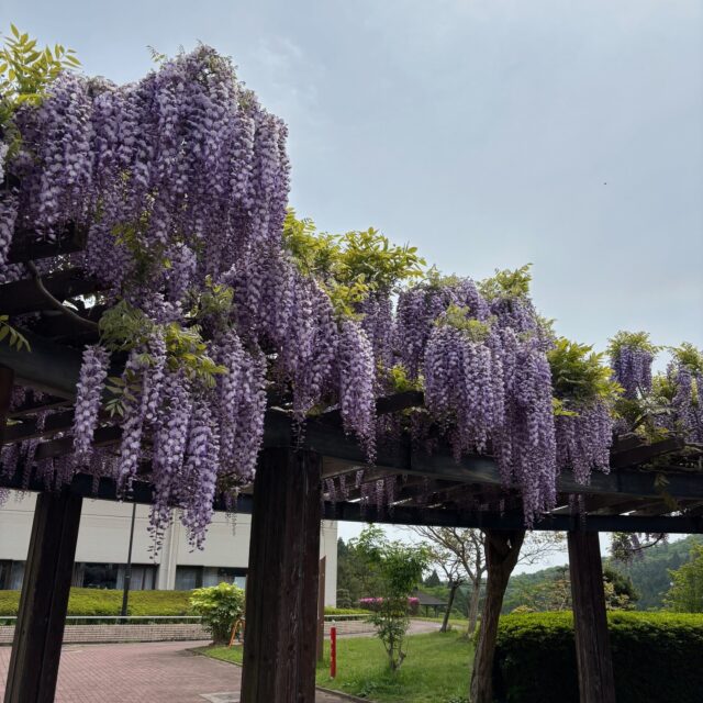 藤の花が満開です！近くに行くと花の良い香りが漂ってきます。

#グリーンピア岩沼
#岩沼市
#岩沼... さらに表示
