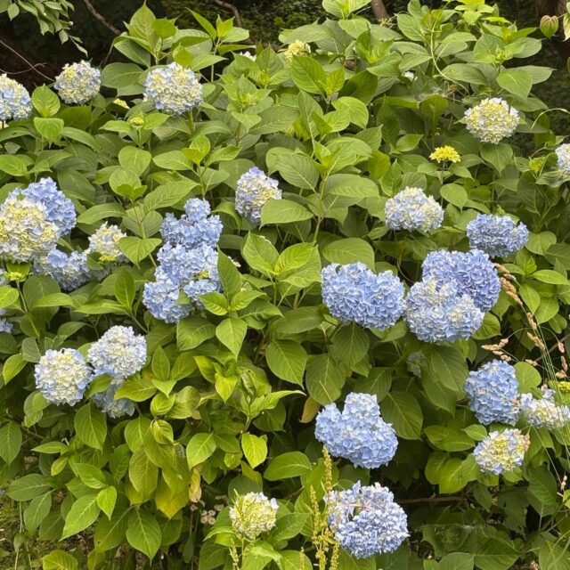 紫陽花が少しずつ色づいてきました。

#グリーンピア岩沼
#岩沼市
#岩沼
#いわぬま
#紫陽花