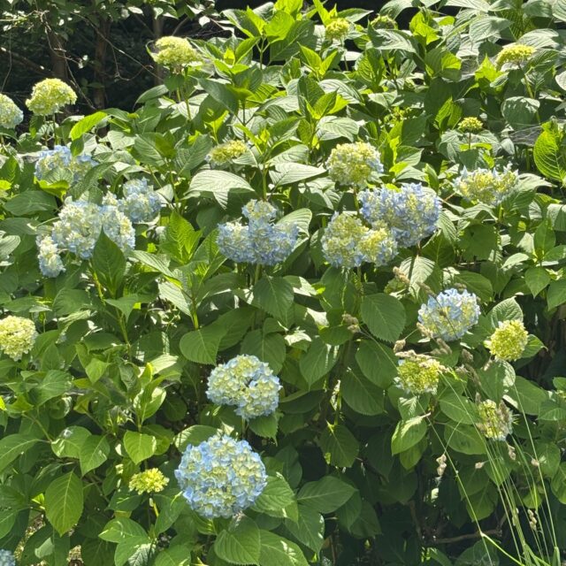 紫陽花がもう少しで見頃を迎えそうです。

#グリーンピア岩沼
#岩沼市
#岩沼
#いわぬま
#紫陽花
#花