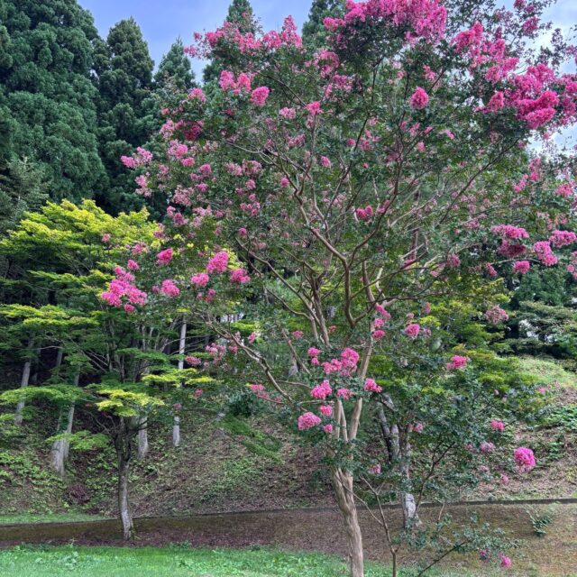 サルスベリの花が咲いています。

#グリーンピア岩沼
#岩沼市
#岩沼
#いわぬま
#サルスベリ
#花