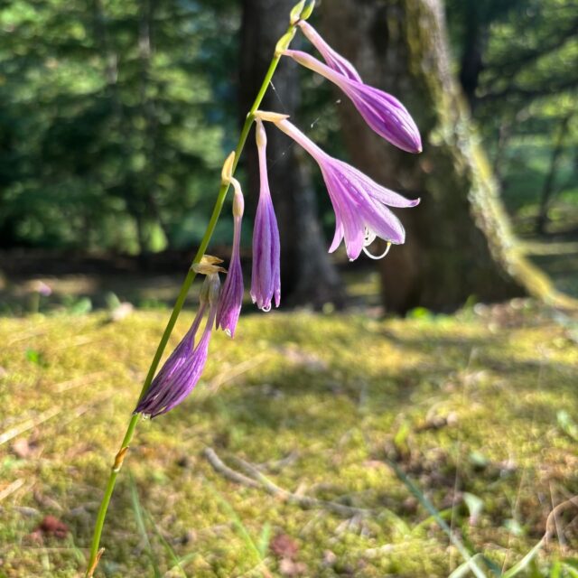 ギボウシです。ギボウシの花は朝に開花して夕方にしおれてしまいます。

#グリーンピア岩沼
#岩沼市
#岩沼
#いわぬま
#花
#ギボウシ