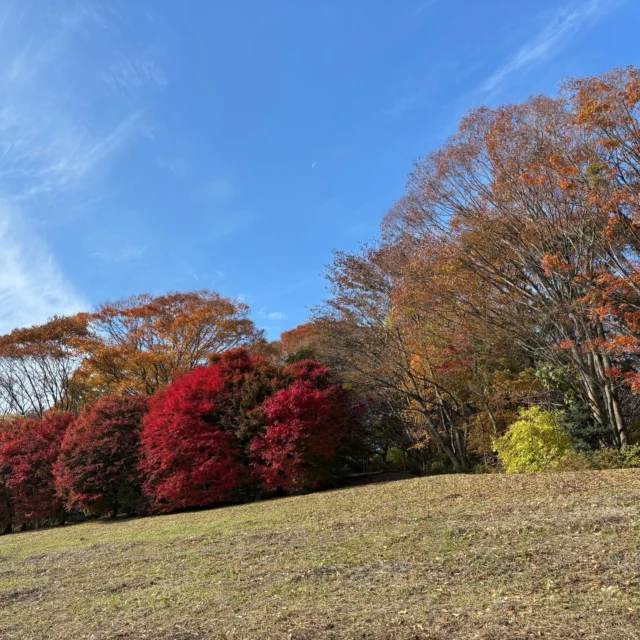 グリーンピア岩沼の紅葉です。

#グリーンピア岩沼
#岩沼市
#岩沼
#いわぬま
#秋
#紅葉