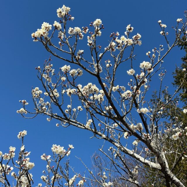 梅の花が咲いています。

#グリーンピア岩沼
#岩沼市
#岩沼
#いわぬま
#花
#梅
#春