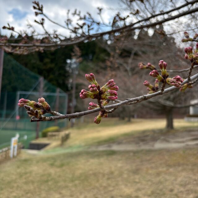 グリーンピア岩沼の桜はつぼみの状態です。もう少しで桜が咲きそうです。

#グリーンピア岩沼
#岩沼市
#岩沼
#いわぬま
#桜
#花
#春