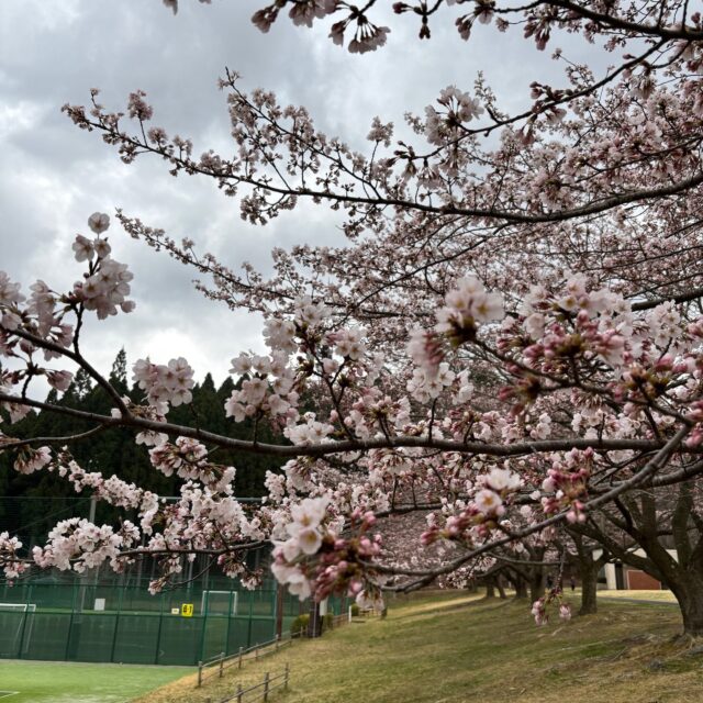 グリーンピア岩沼の桜はもう少しで満開になりそうです。

#グリーンピア岩沼
#岩沼市
#岩沼
#いわぬま
#桜
#花
#春