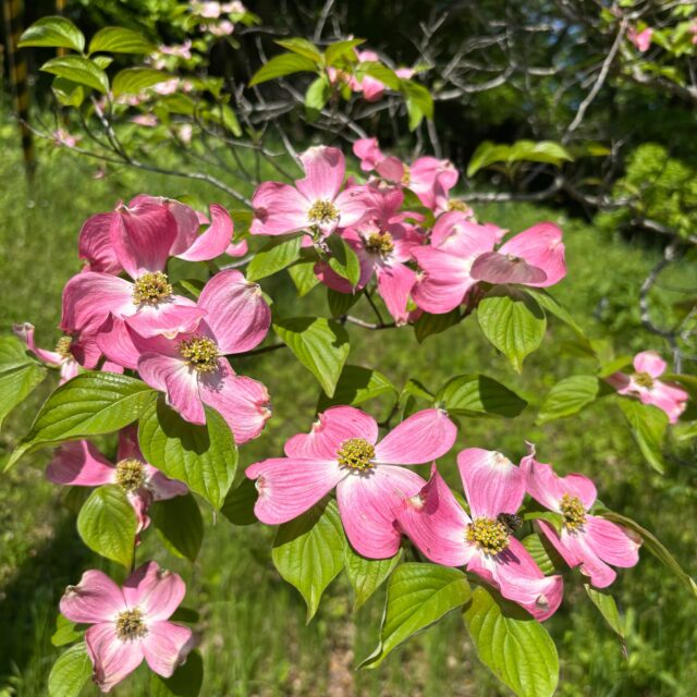 ハナミズキが咲いています。

#グリーンピア岩沼
#岩沼市
#岩沼
#いわぬま
#花
#ハナミズキ
