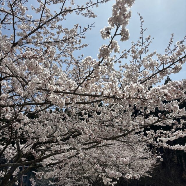 グリーンピア岩沼の桜が見頃を迎えています。混雑を避けてお花見したい方におすすめです！

#グリーンピア岩沼
#岩沼市
#岩沼
#いわぬま
#桜
#春
#花
#花見