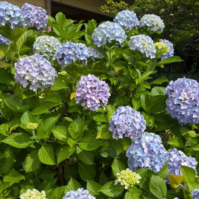 紫陽花が咲いています。

＃グリーンピア岩沼 
＃岩沼市 
＃岩沼 
＃いわぬま 
＃花
＃紫陽花 
＃アジサイ