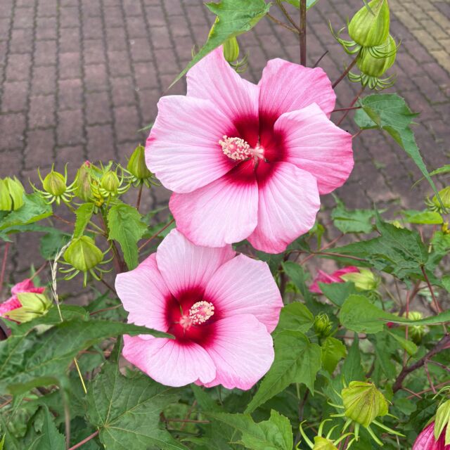 芝生広場にタイタンビカスの花が咲いています。

#グリーンピア岩沼
#岩沼市
#岩沼
#いわぬま
#タイタンビカス
#夏
#花