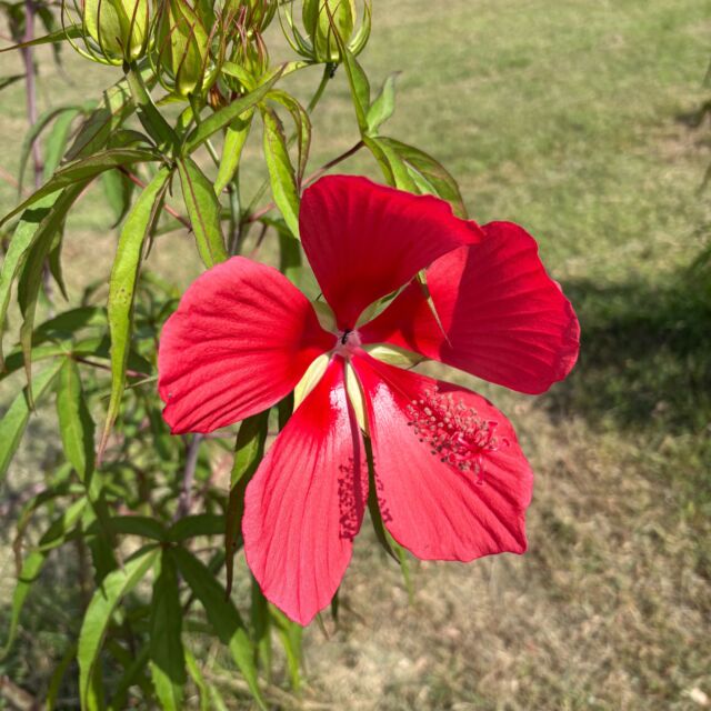 芝生広場でモミジアオイが咲いています。

#グリーンピア岩沼
#岩沼市
#岩沼
#いわぬま
#夏
#花
#モミジアオイ